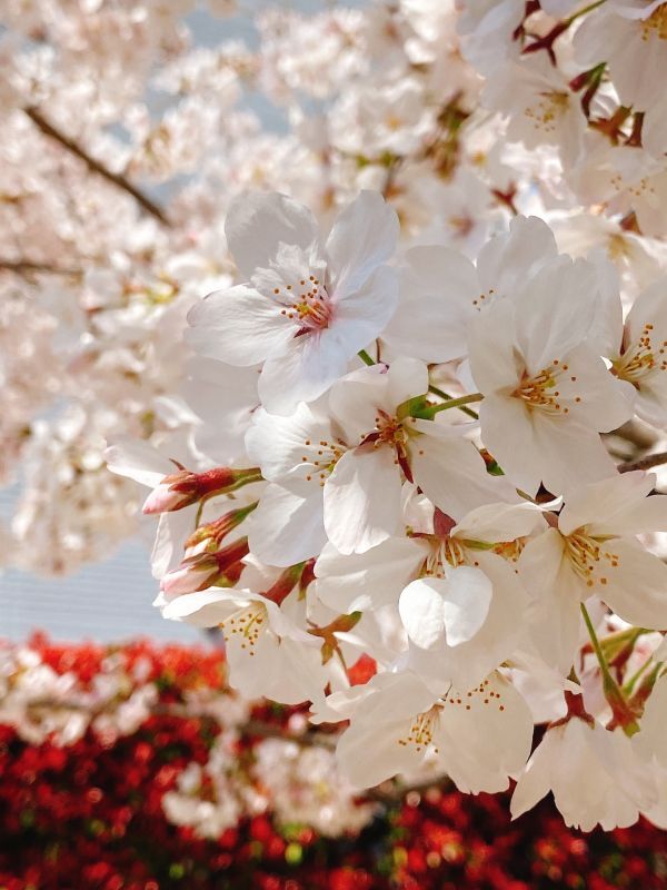 🌸お花見桜🌸